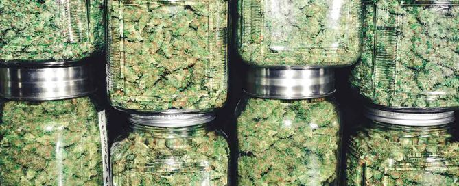 West Coast Wellness | Premium flower, full-spectrum gummies, and CBD wellness products