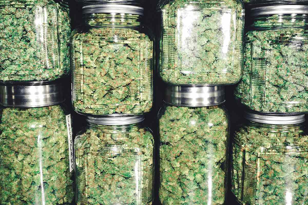 West Coast Wellness | Premium flower, full-spectrum gummies, and CBD wellness products West Coast Wellness | Premium flower, full-spectrum gummies, and CBD wellness products