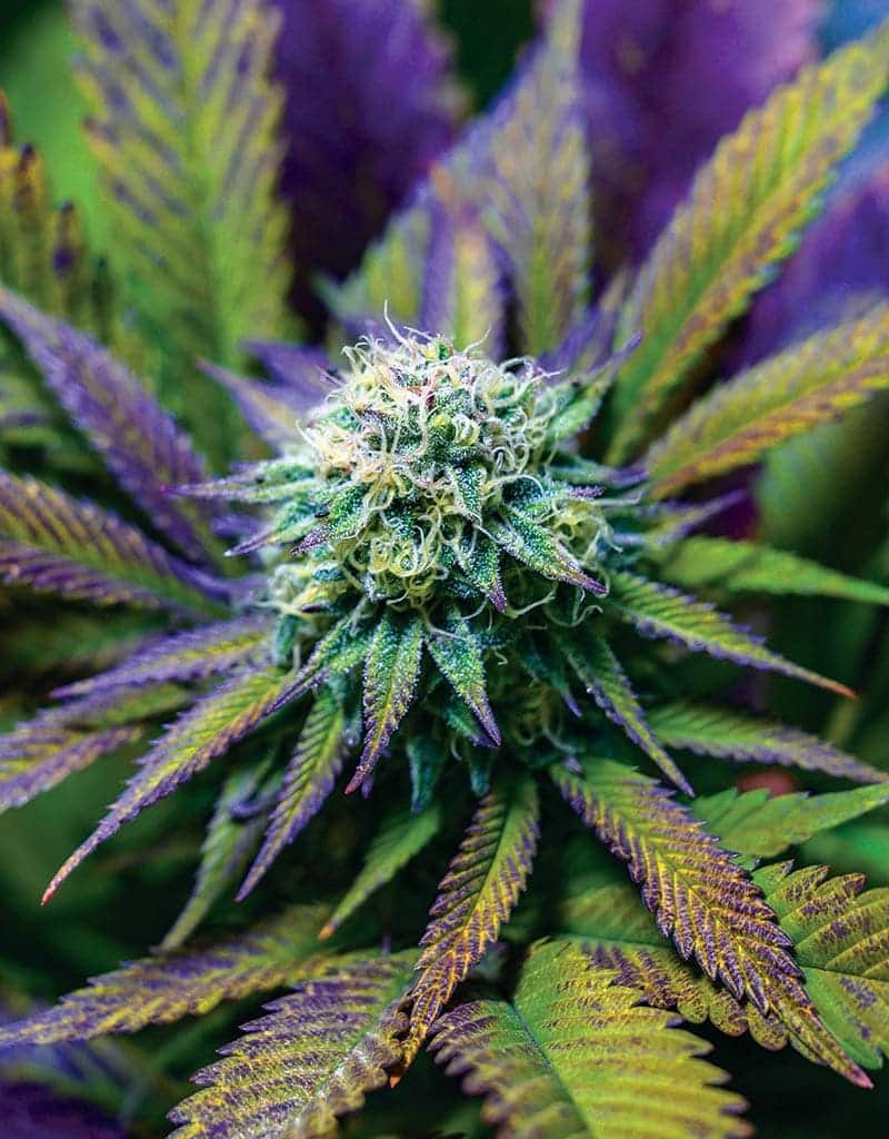 West Coast Wellness | Premium flower, full-spectrum gummies, and CBD wellness products