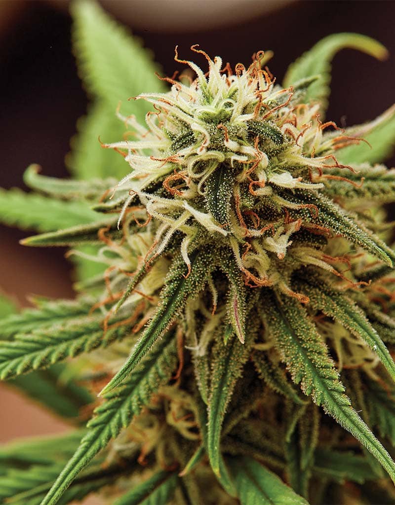West Coast Wellness | Premium flower, full-spectrum gummies, and CBD wellness products