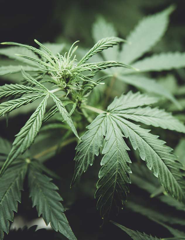 West Coast Wellness | Premium flower, full-spectrum gummies, and CBD wellness products West Coast Wellness | Premium flower, full-spectrum gummies, and CBD wellness products