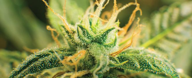 What Are Terpenes? A Beginner’s Guide to Flavor, Aroma, & Vibes
